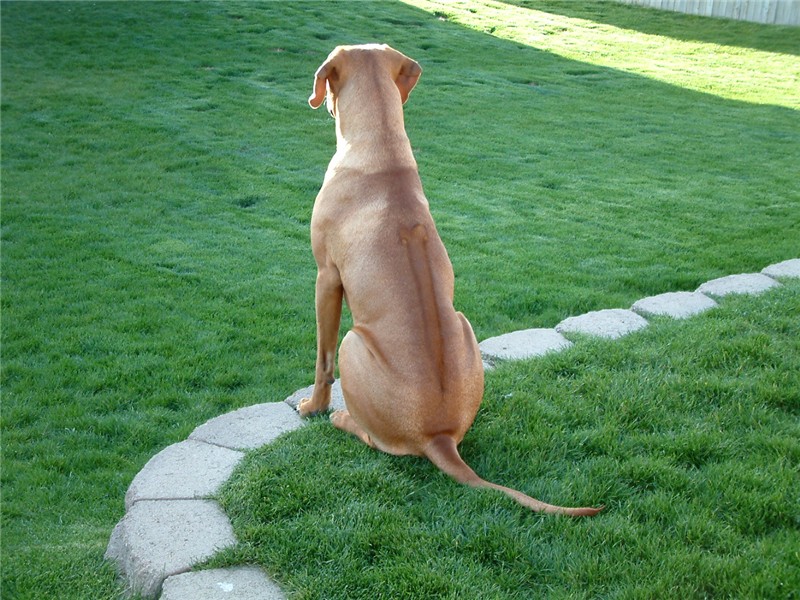 post_12_15589_Ridgeback.jpg