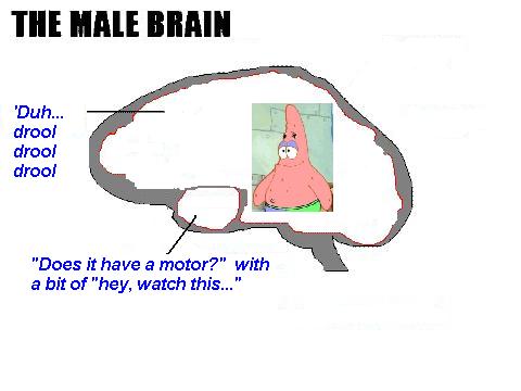 post_12_81295_themalebrain.jpg