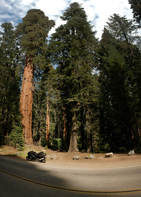 SequoiaBusa.jpg