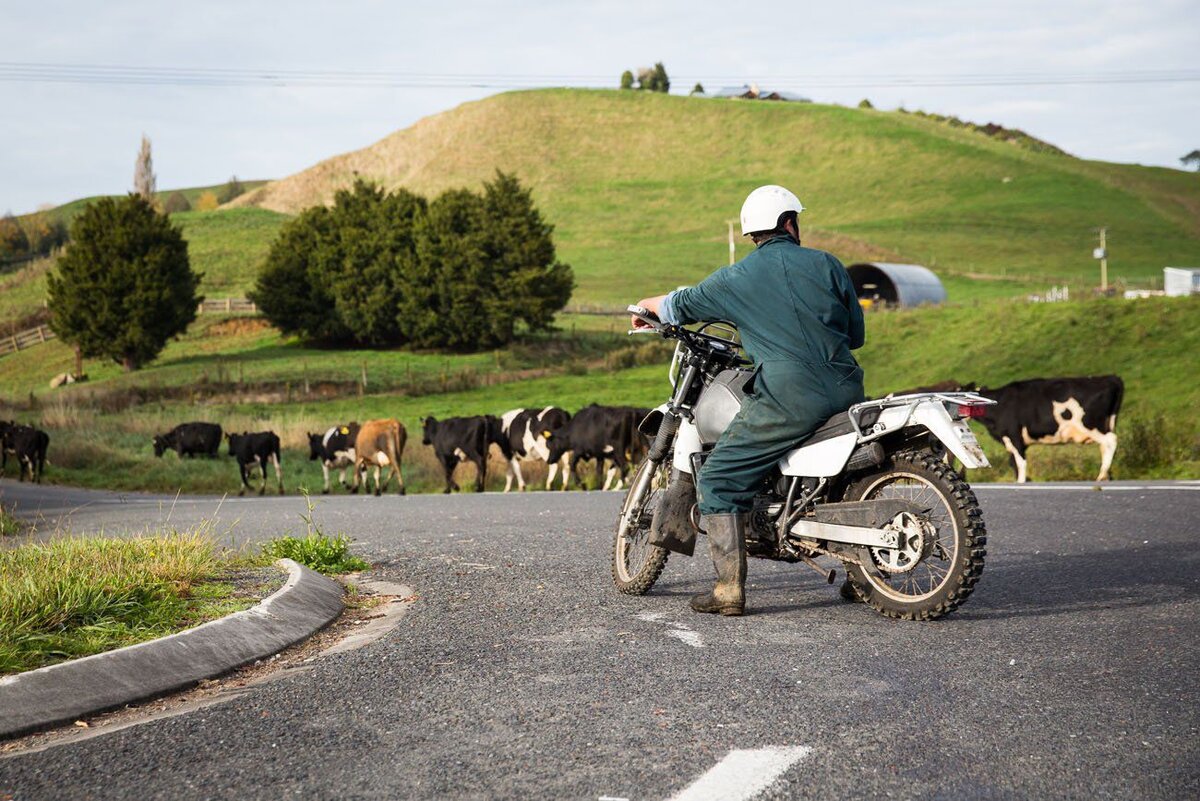 Sheep-Herding-by-Motorcycle.jpg.optimal.jpg