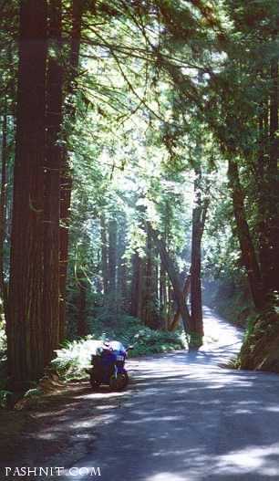 Skaggs-Redwoods.jpg