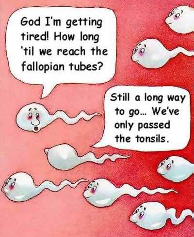 sperms.jpg