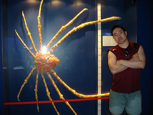 Spider crab.jpg