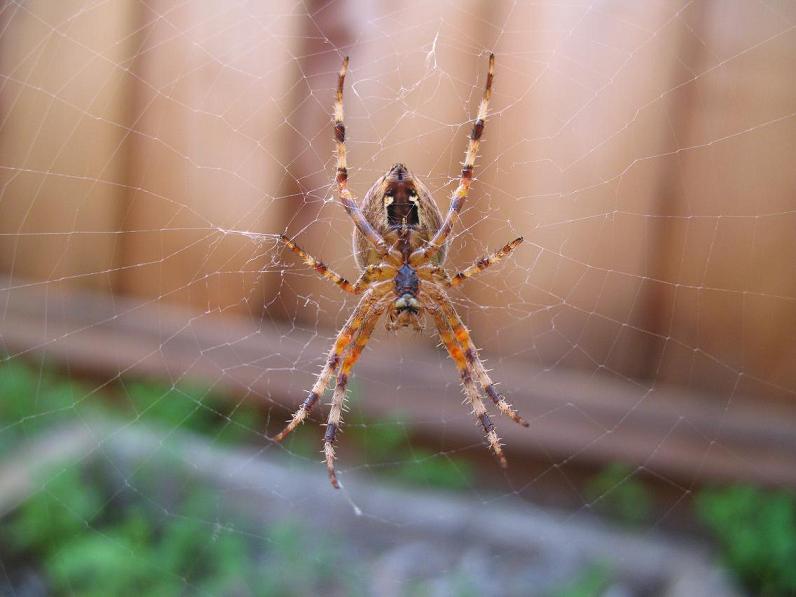 spider + gravel 003.jpg