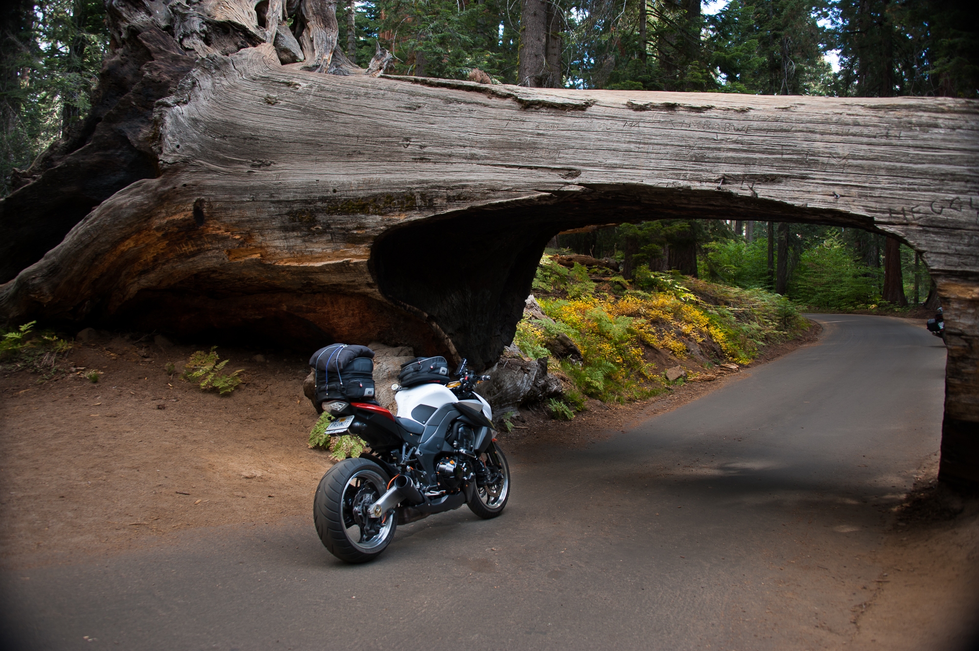 Tims bike in tree.jpg