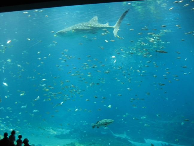 whaleshark5.jpg