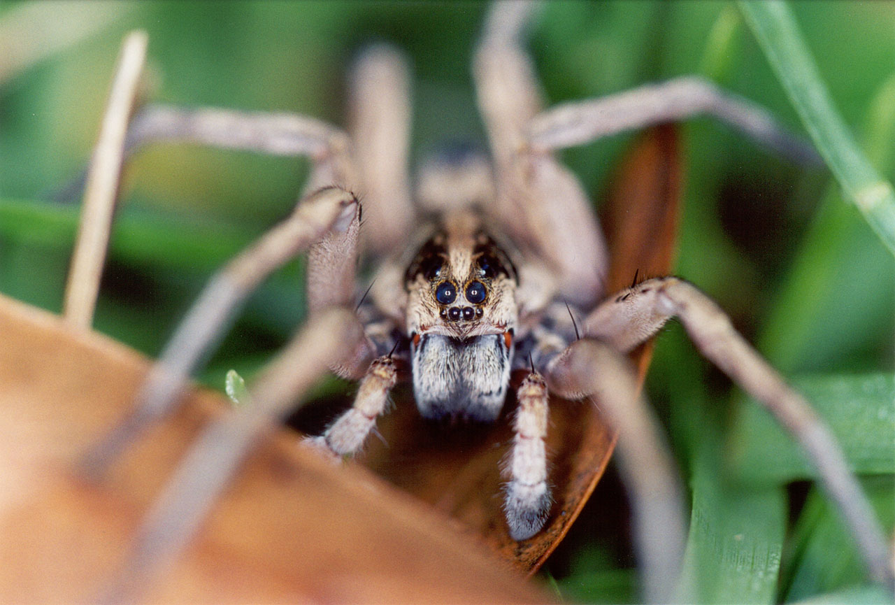 Wolf_Spider2.jpg