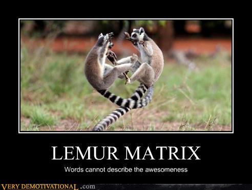 wtf-lemur-matrix.jpg