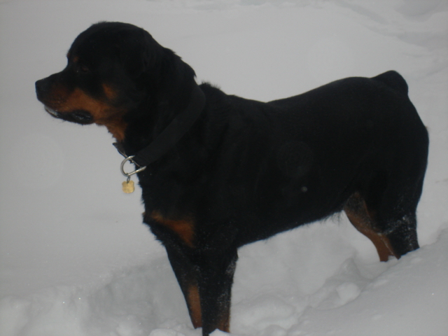 ZEUS DAY IN THE SNOW 005.jpg