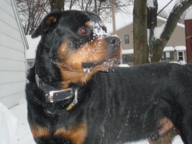 ZEUS DAY IN THE SNOW 009.jpg