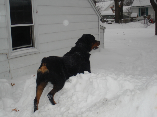 ZEUS DAY IN THE SNOW 010.jpg