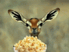 deercorn.gif