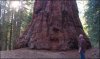 465_Img_5881_Sequoia.jpg