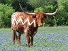 texas-longhorn-steer-300x225.jpg