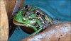 frogs-682_766551a.jpg