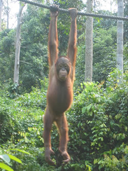 sepilok_orangutan.jpg