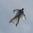 Wingsuit