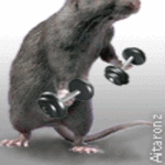 Post-12-05643-workout Mouse