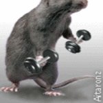 Post-12-29790-workout Mouse