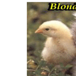 Post-6-25538-blonde Chick