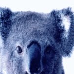 Post-6-25756-koala