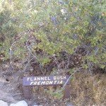 Post-45-57198-flannelbush1