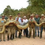 Post-12-07558-big Snake