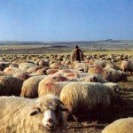 Post-12-01782-shepherd And Flock1