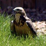 Post-12-07925-falcon