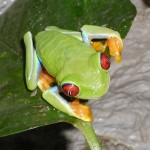 Post-12-16340-red Eye Tree Frog