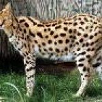 Post-12-10347-serval