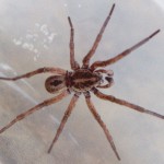 Post-12-62152-wolf Spider