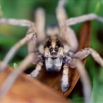 Post-12-62252-wolf Spider2