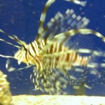 Post-12-58069-lionfish