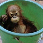 Post-6-28014-monkey In A Bucket