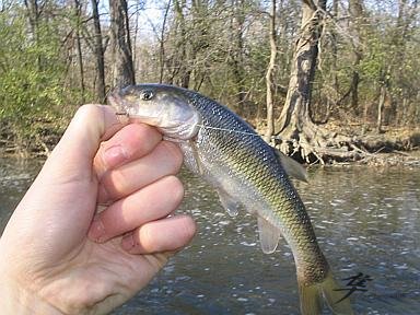 Post-12-06797-knotty Head Fish