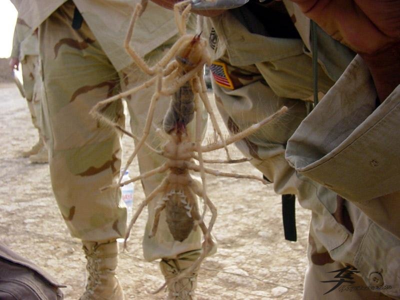 Post-12-07258-iraq Spiders