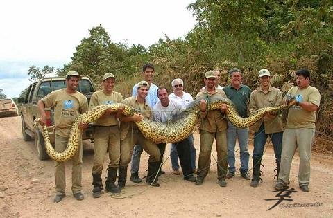 Post-12-07558-big Snake