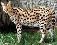 Post-12-10347-serval