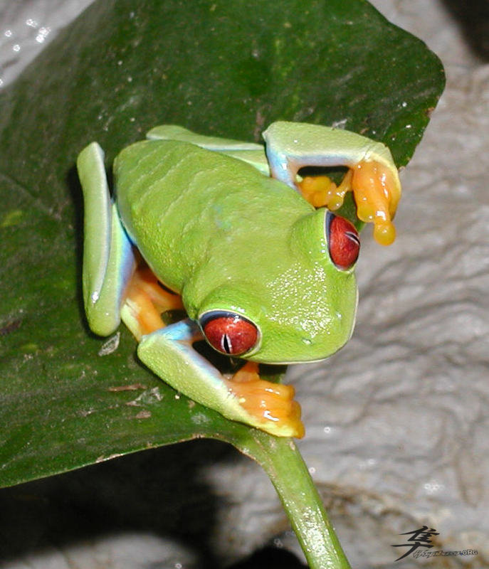 Post-12-16340-red Eye Tree Frog