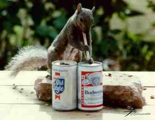 Post-12-18153-post 12 01989 Beer Squirel