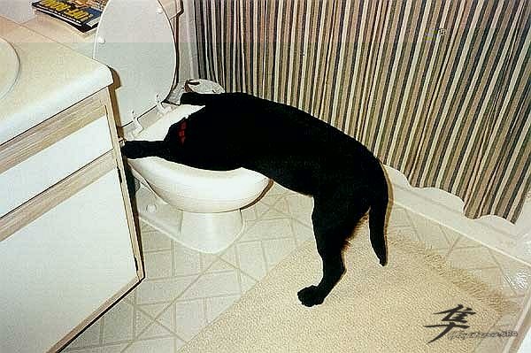 Post-12-54829-drunk Dog