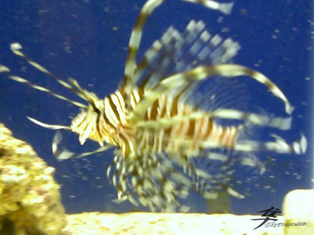 Post-12-58069-lionfish