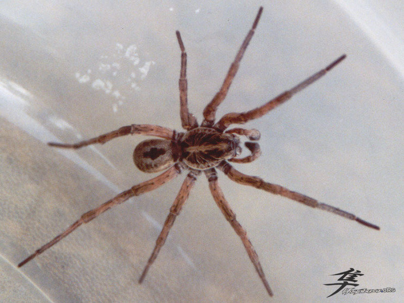 Post-12-62152-wolf Spider