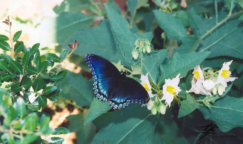 Post-12-78624-butterfly