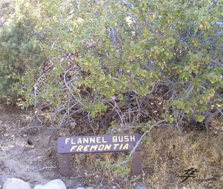 Post-45-57198-flannelbush1