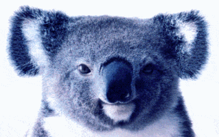 Post-6-25756-koala