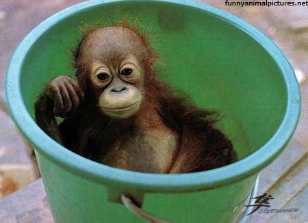 Post-6-28014-monkey In A Bucket