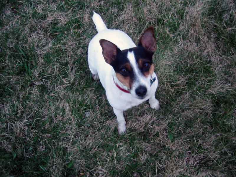 Post-6-45105-dixie Sitting